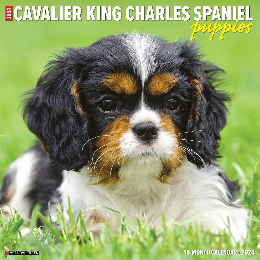 Just Cavalier King Charles Puppies 2024 Wall Calendar