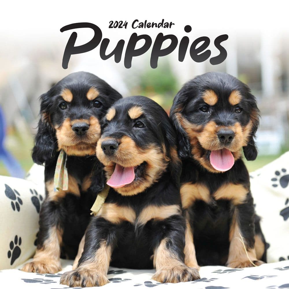 Puppies 2024 Wall Calendar