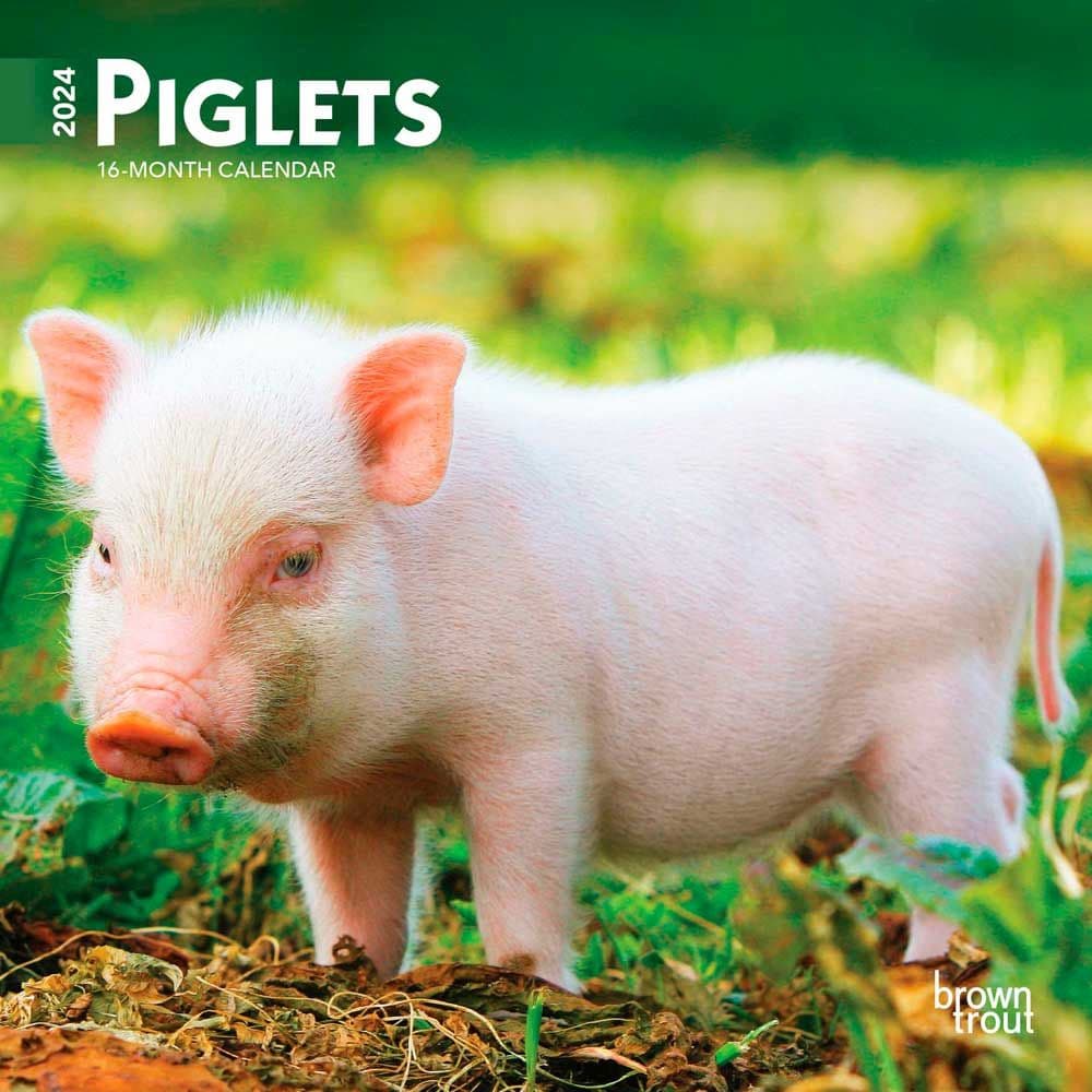 Piglets 2024 Mini Wall Calendar