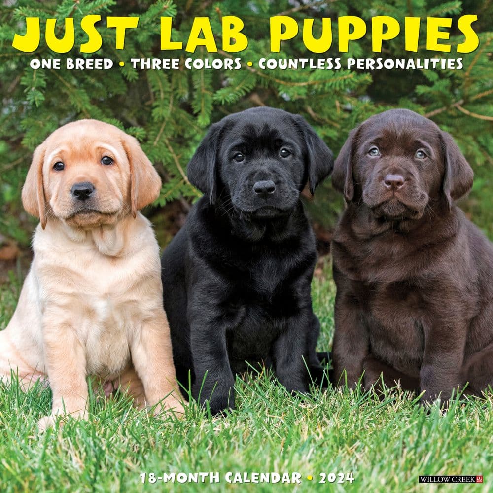 Just Lab Puppies 2024 Wall Calendar