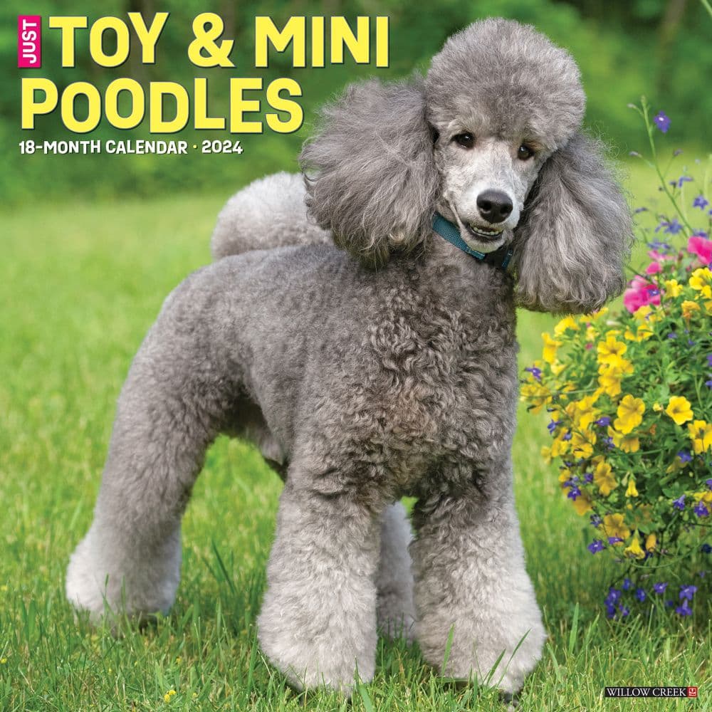 Toy and Miniature Poodles 2024 Wall Calendar