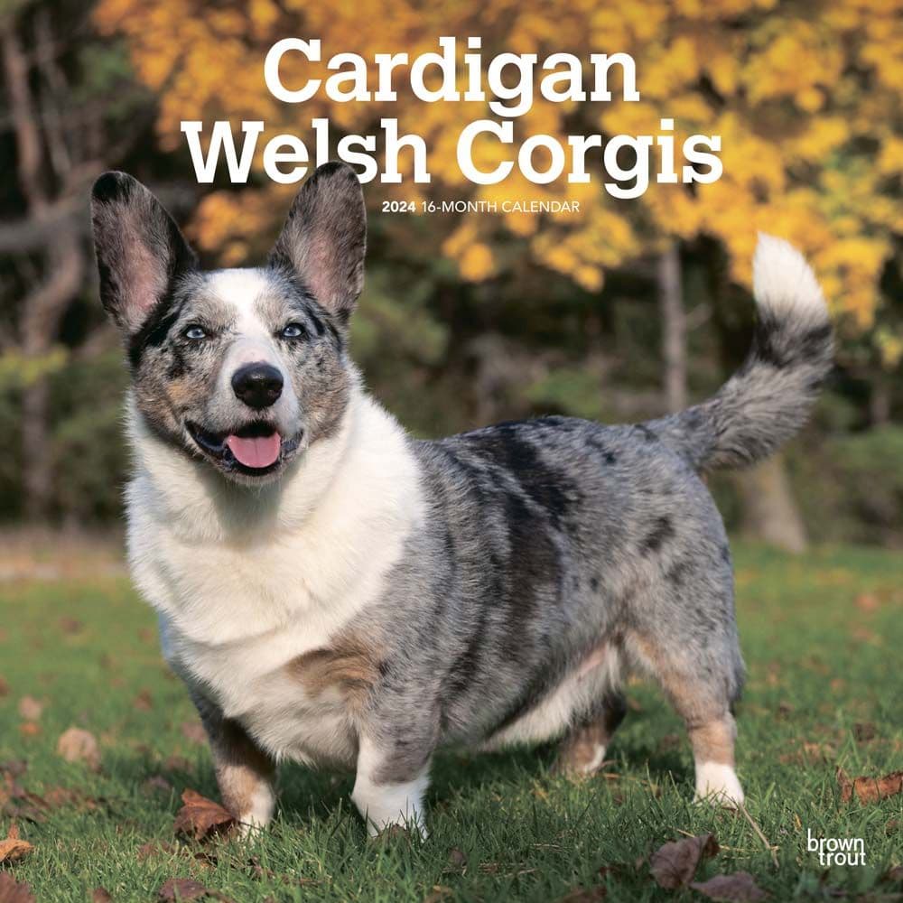 Welsh Corgis Cardigan 2024 Wall Calendar