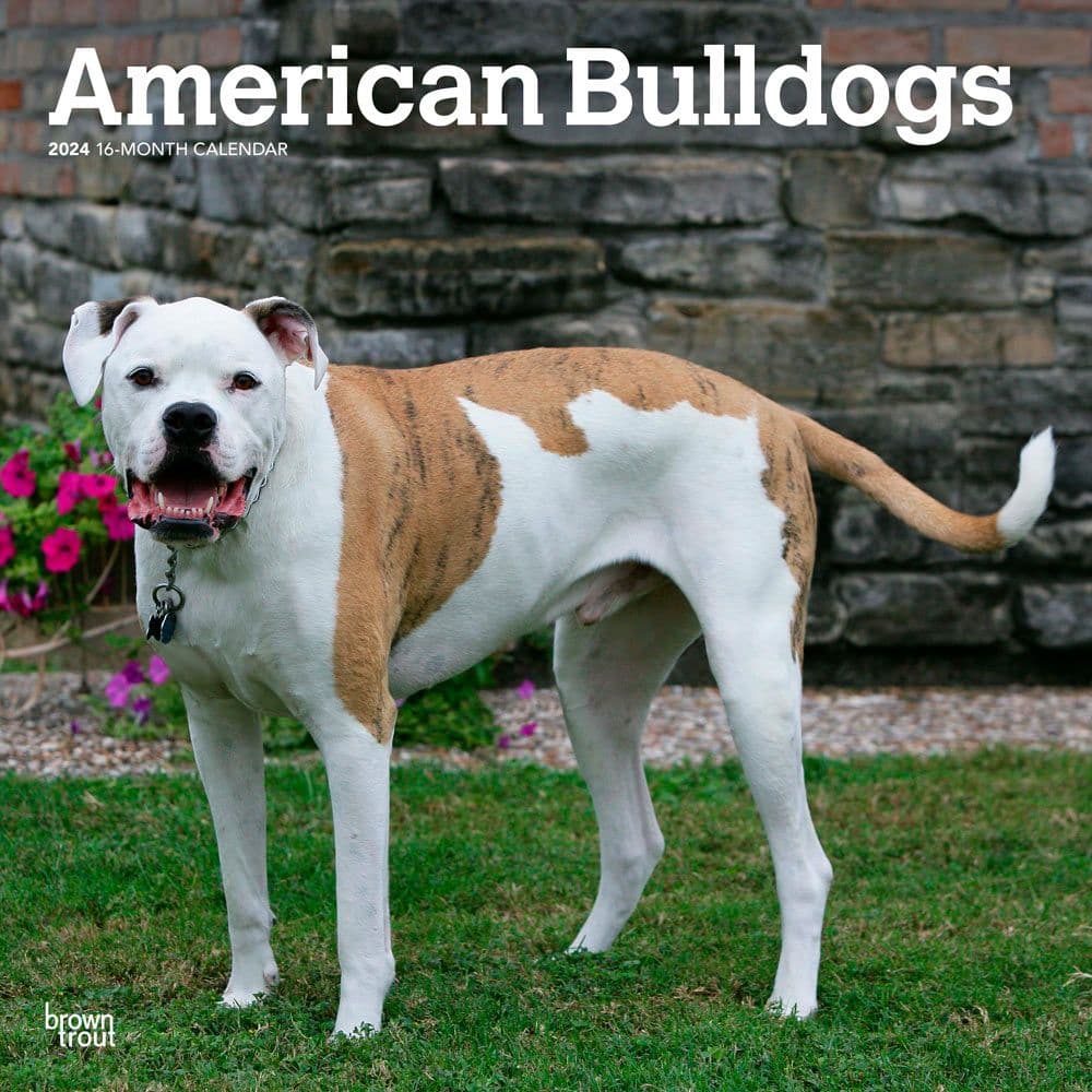 American Bulldogs 2024 Wall Calendar