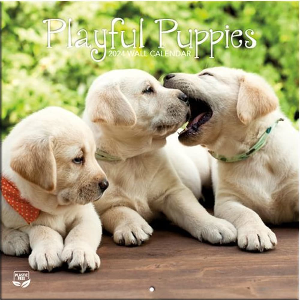 Puppies Playful Photo 2024 Mini Wall Calendar