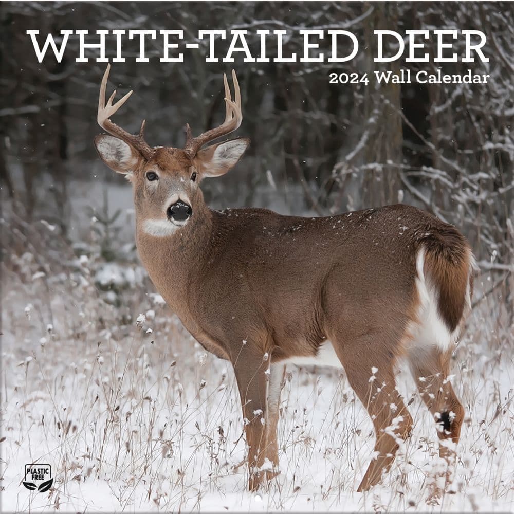 White Tailed Deer 2024 Wall Calendar