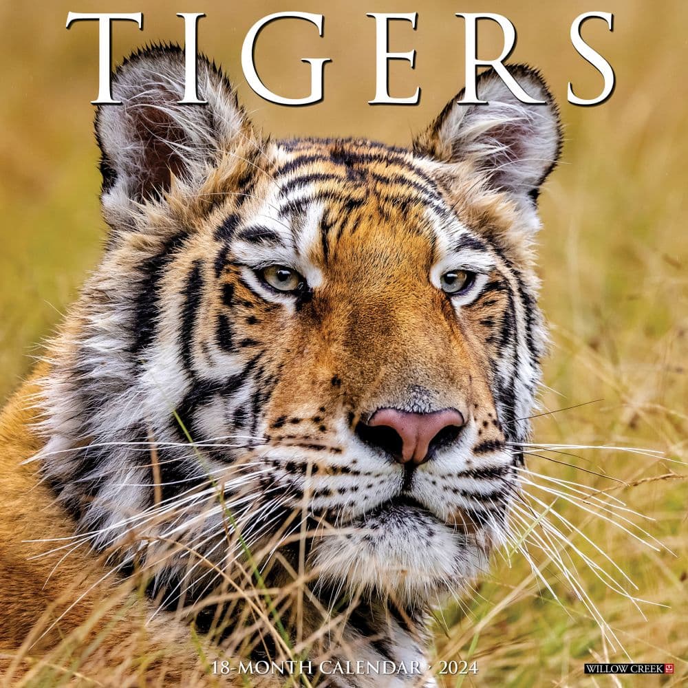 Tigers 2024 Wall Calendar