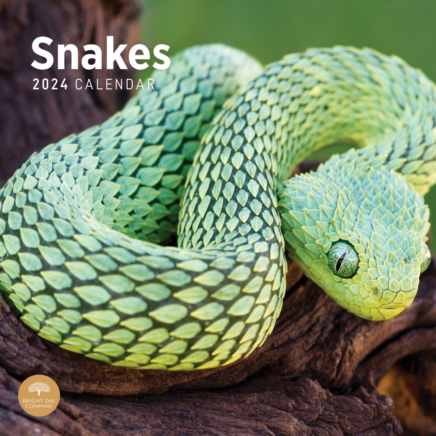 Snakes 2024 Wall Calendar