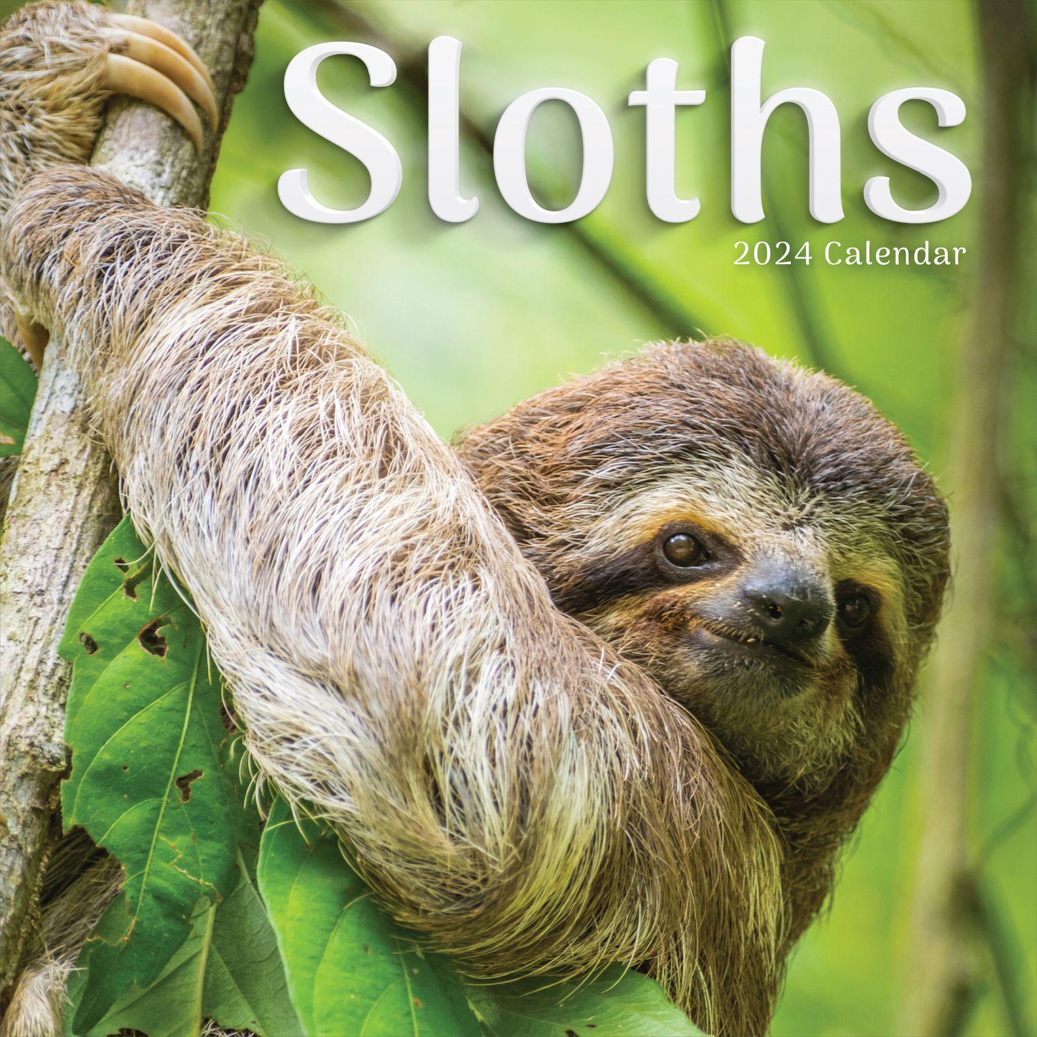 Sloths 2024 Wall Calendar