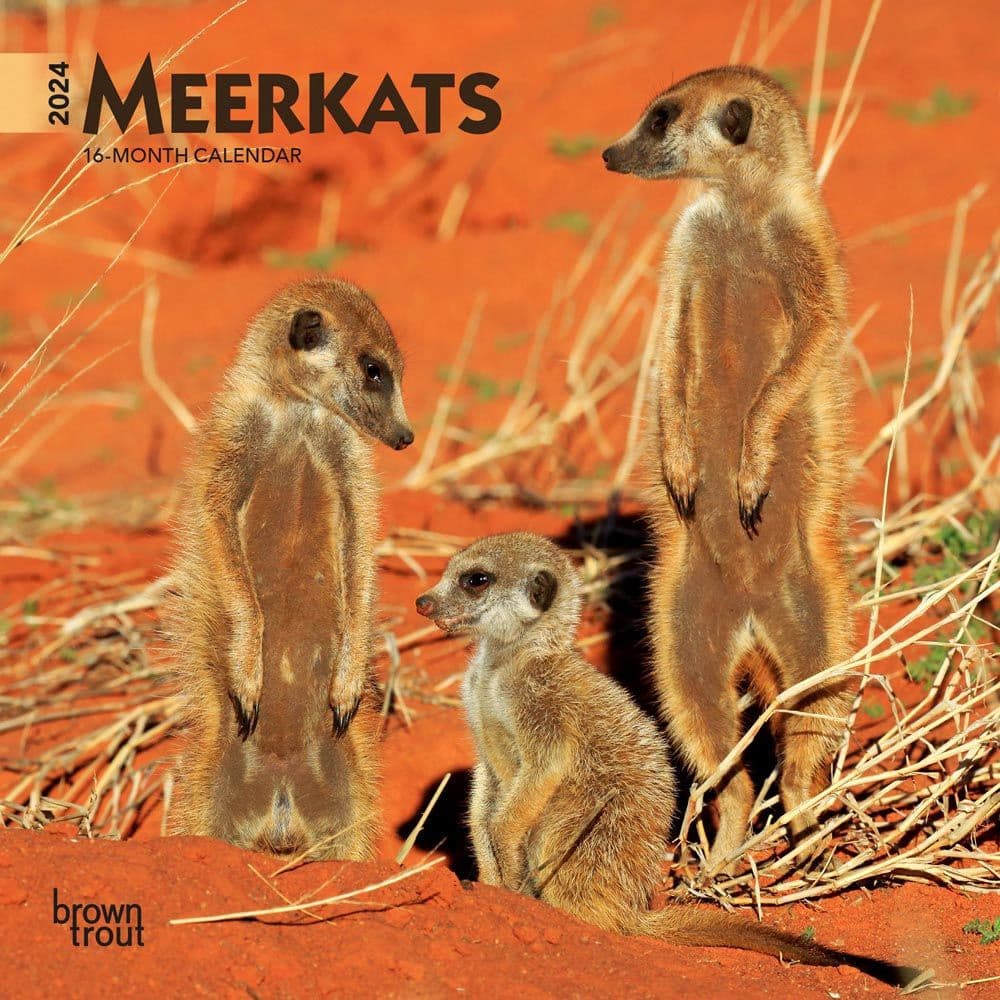 Meerkats 2024 Mini Wall Calendar