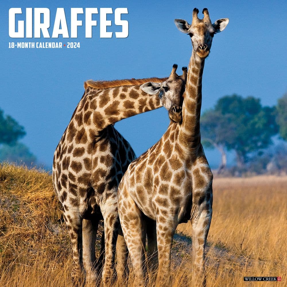 Giraffes 2024 Wall Calendar