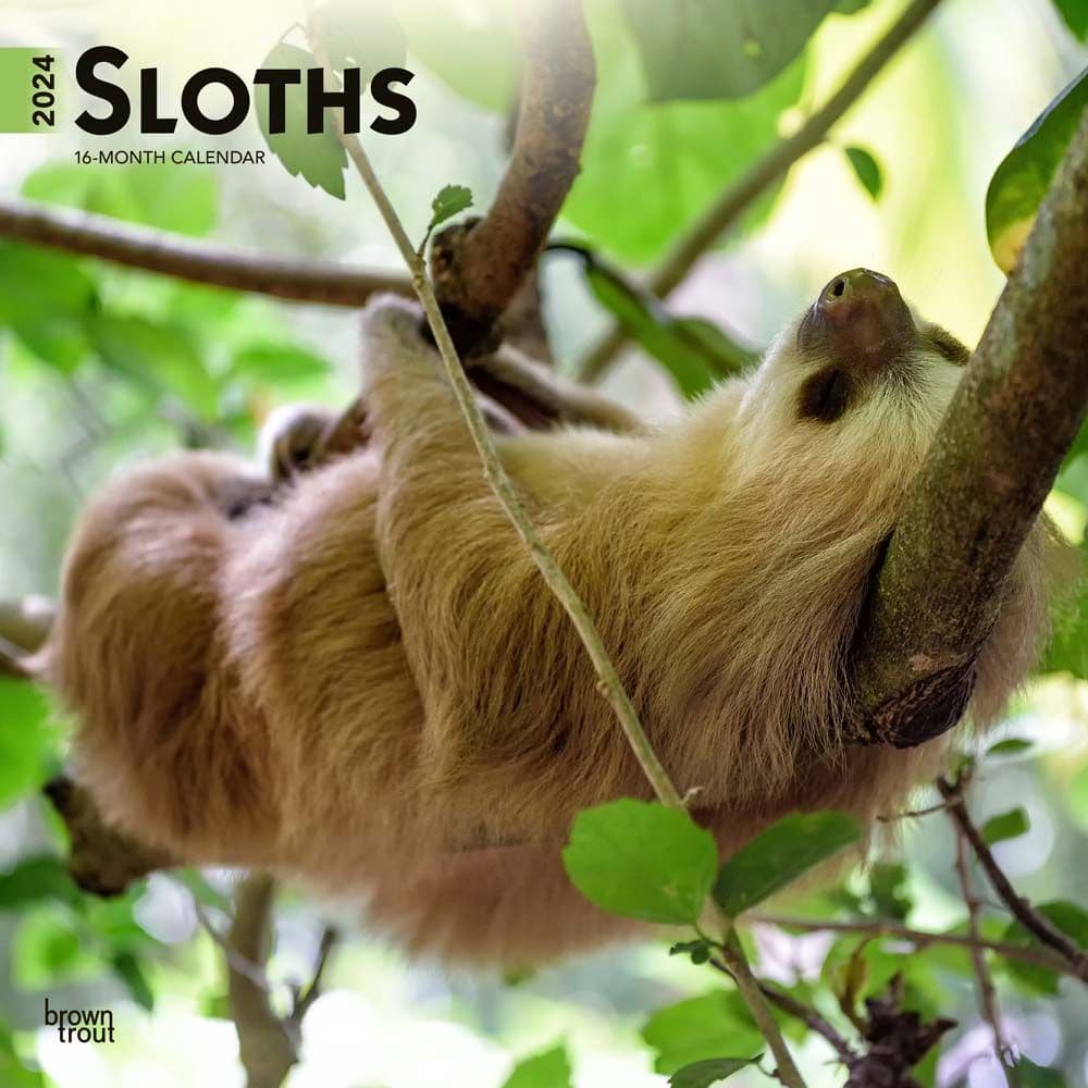 Sloths 2024 Wall Calendar