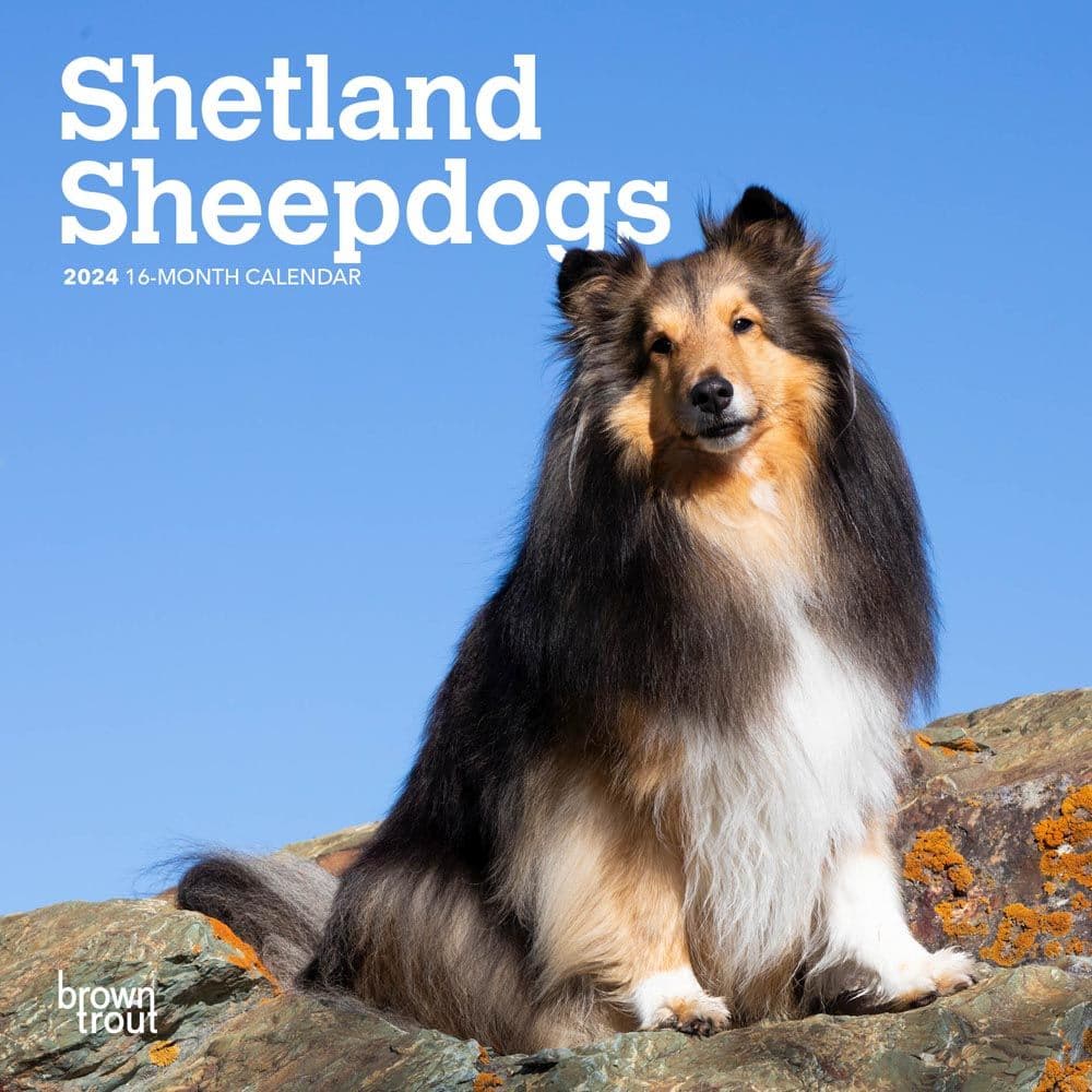 Shetland Sheepdogs 2024 Mini Wall Calendar