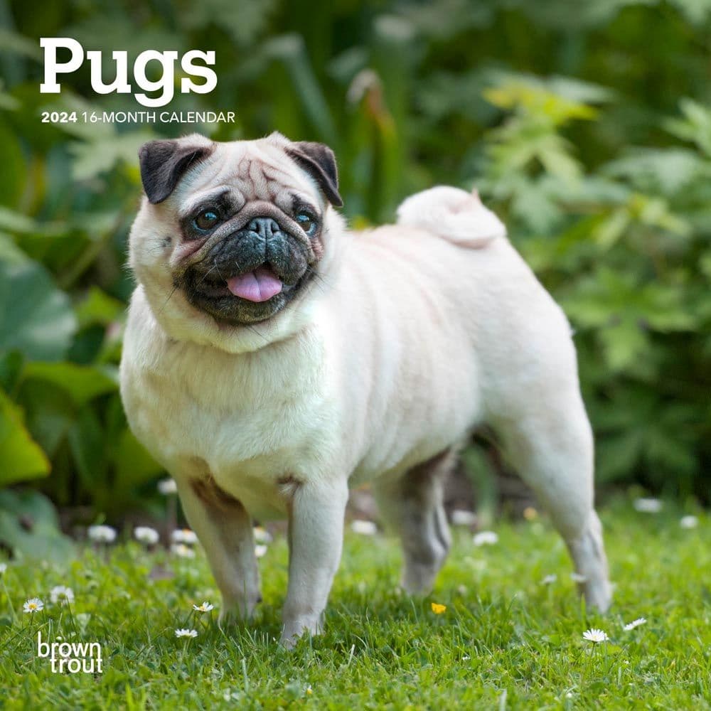 Pugs 2024 Mini Wall Calendar