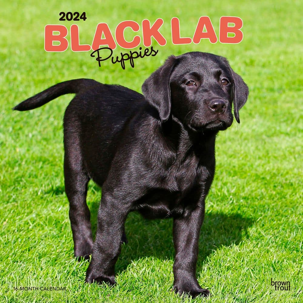 Black Lab Retriever Puppies 2024 Wall Calendar