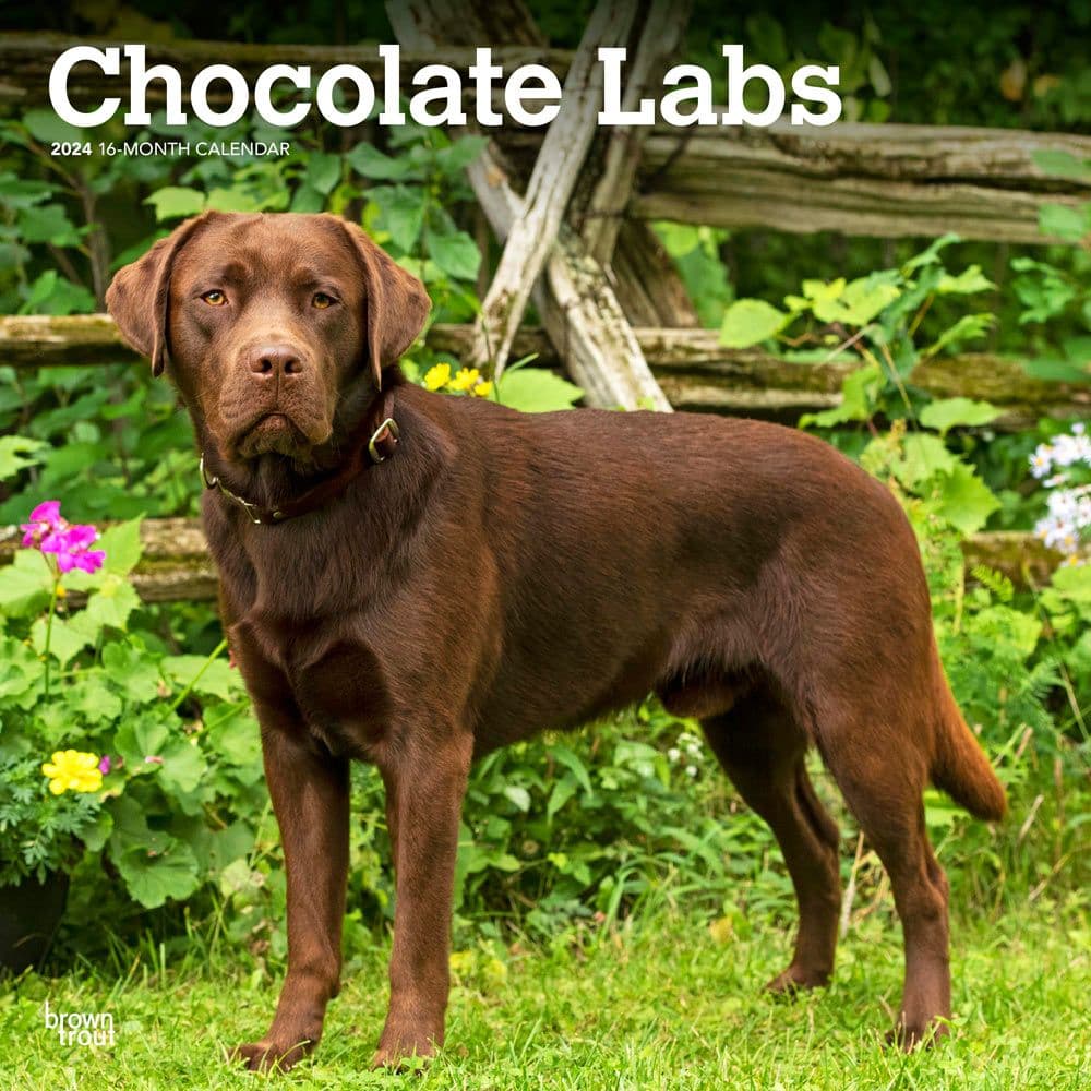 Chocolate Lab Retriever 2024 Wall Calendar