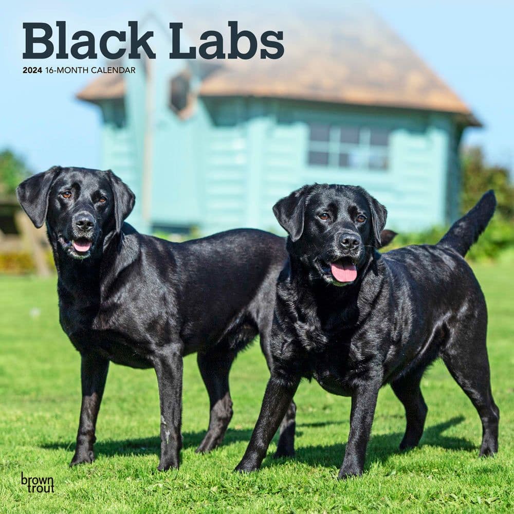 Black Lab Retriever 2024 Wall Calendar