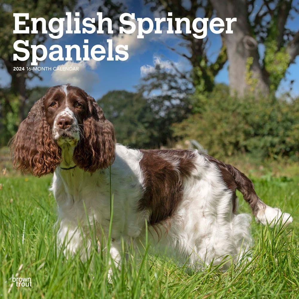 English Springer Spaniels  2024 Wall Calendar