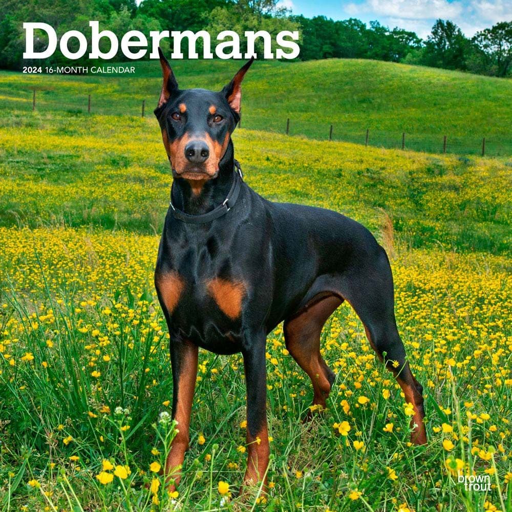 Dobermans 2024 Wall Calendar