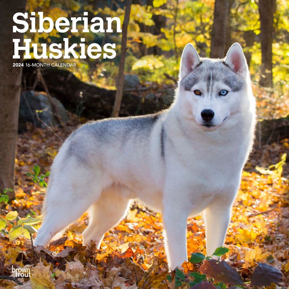 Siberian Huskies 2024 Wall Calendar