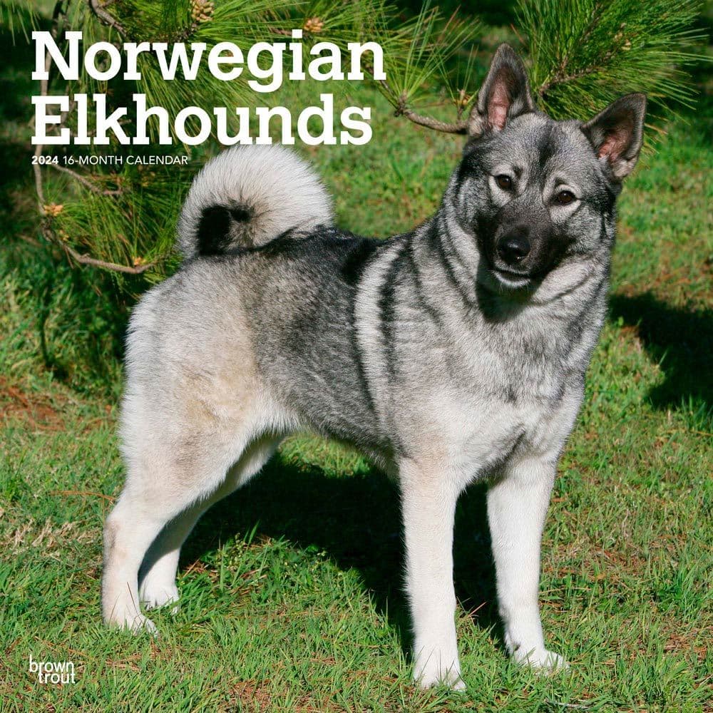 Norwegian Elkhounds 2024 Wall Calendar