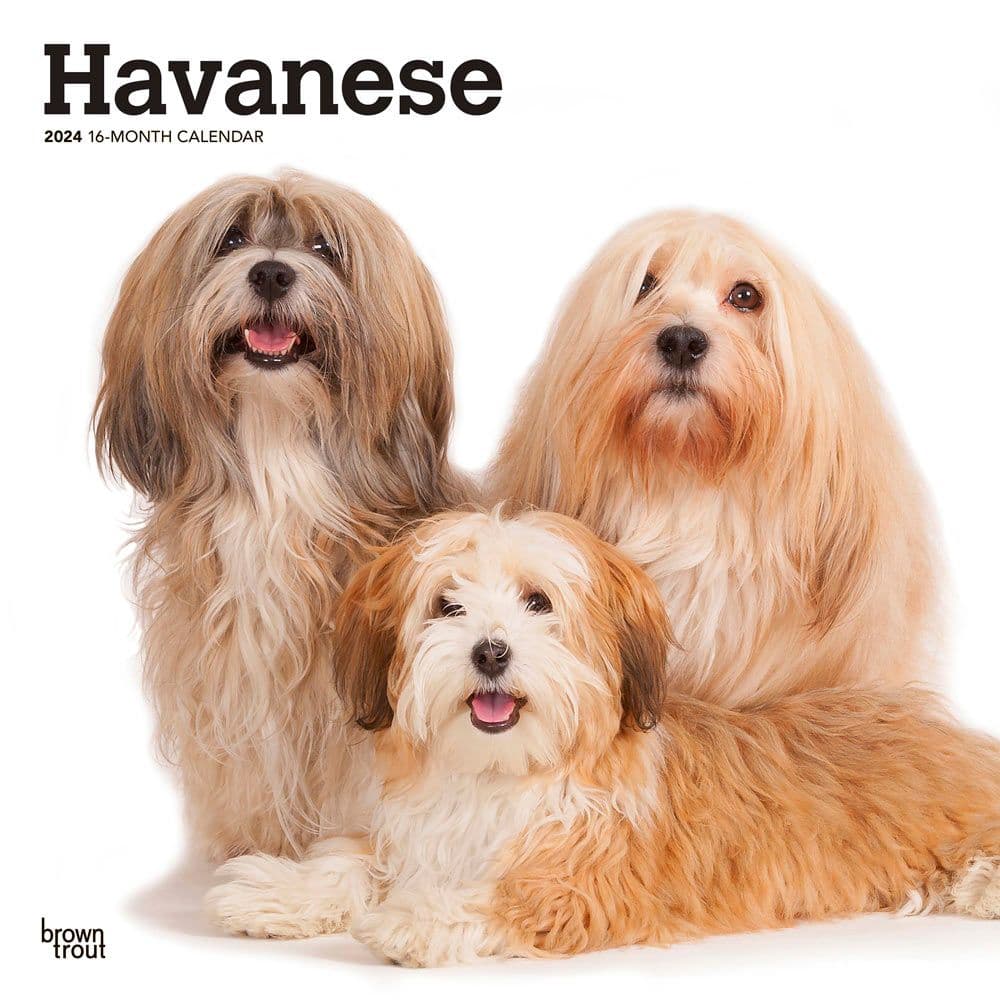 Havanese 2024 Wall Calendar