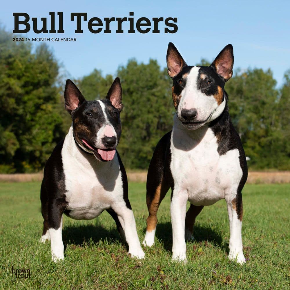 Bull Terriers 2024 Wall Calendar