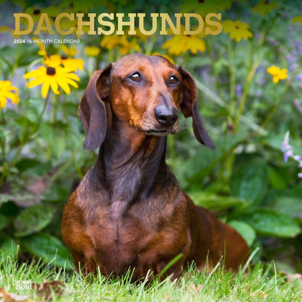 Dachshunds  2024 Wall Calendar