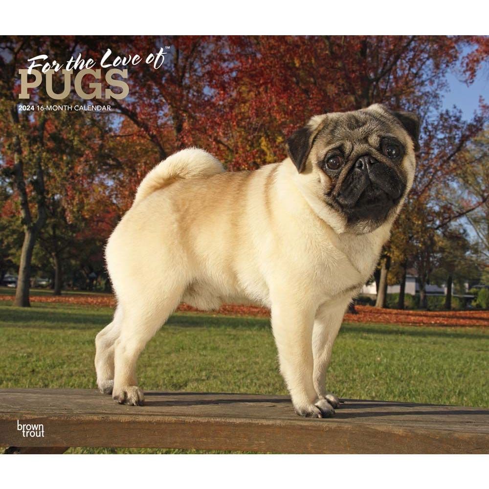 Pugs Deluxe 2024 Wall Calendar