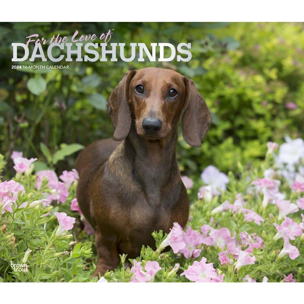 Dachshunds Deluxe 2024 Wall Calendar