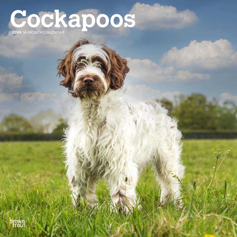 Cockapoos 2024 Wall Calendar