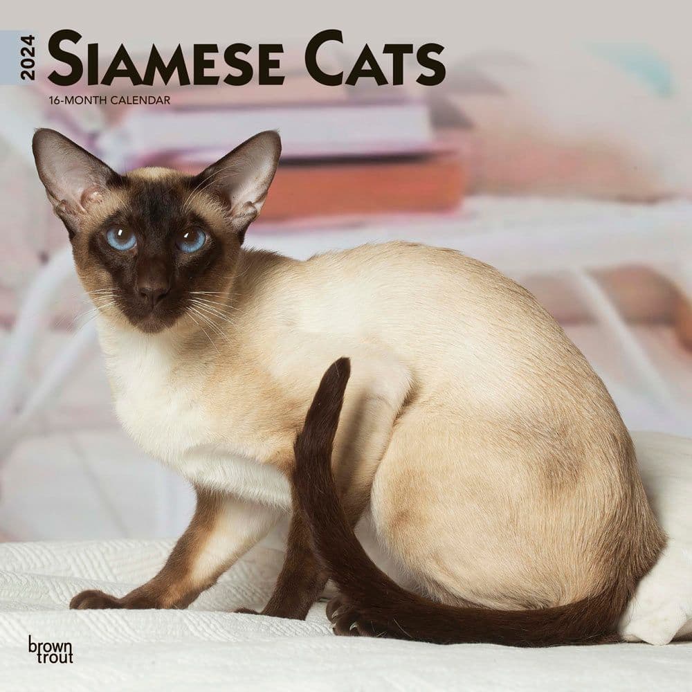 Cats Siamese 2024 Wall Calendar