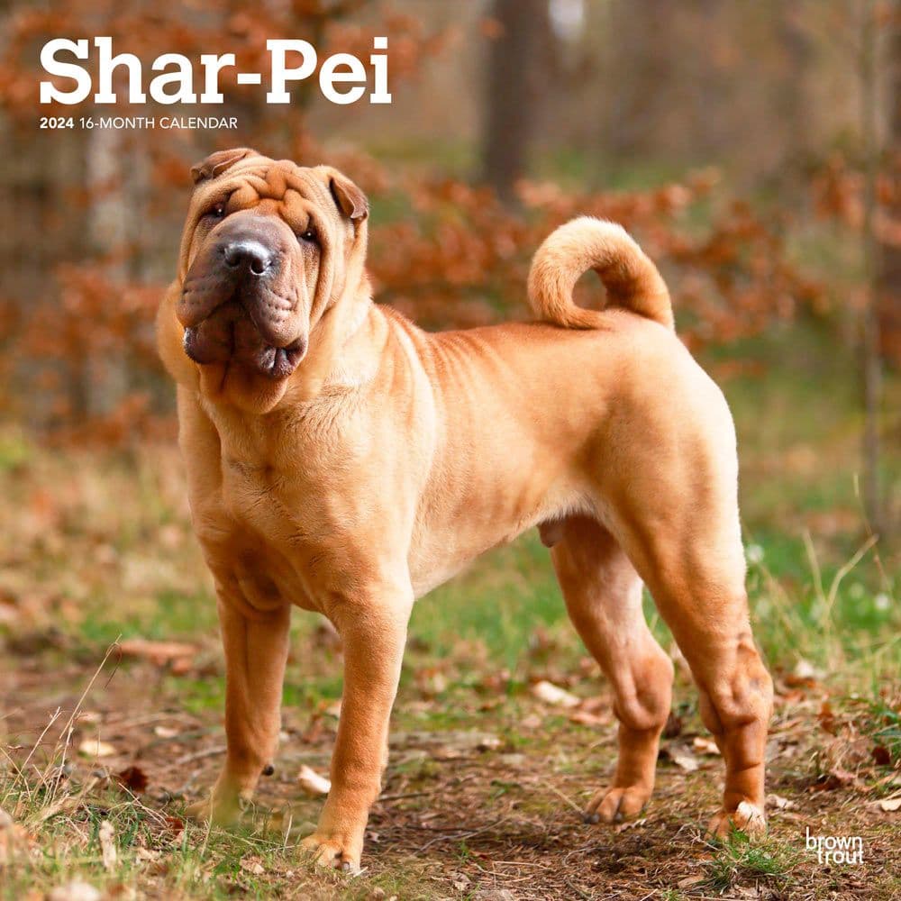 Shar-Pei 2024 Wall Calendar