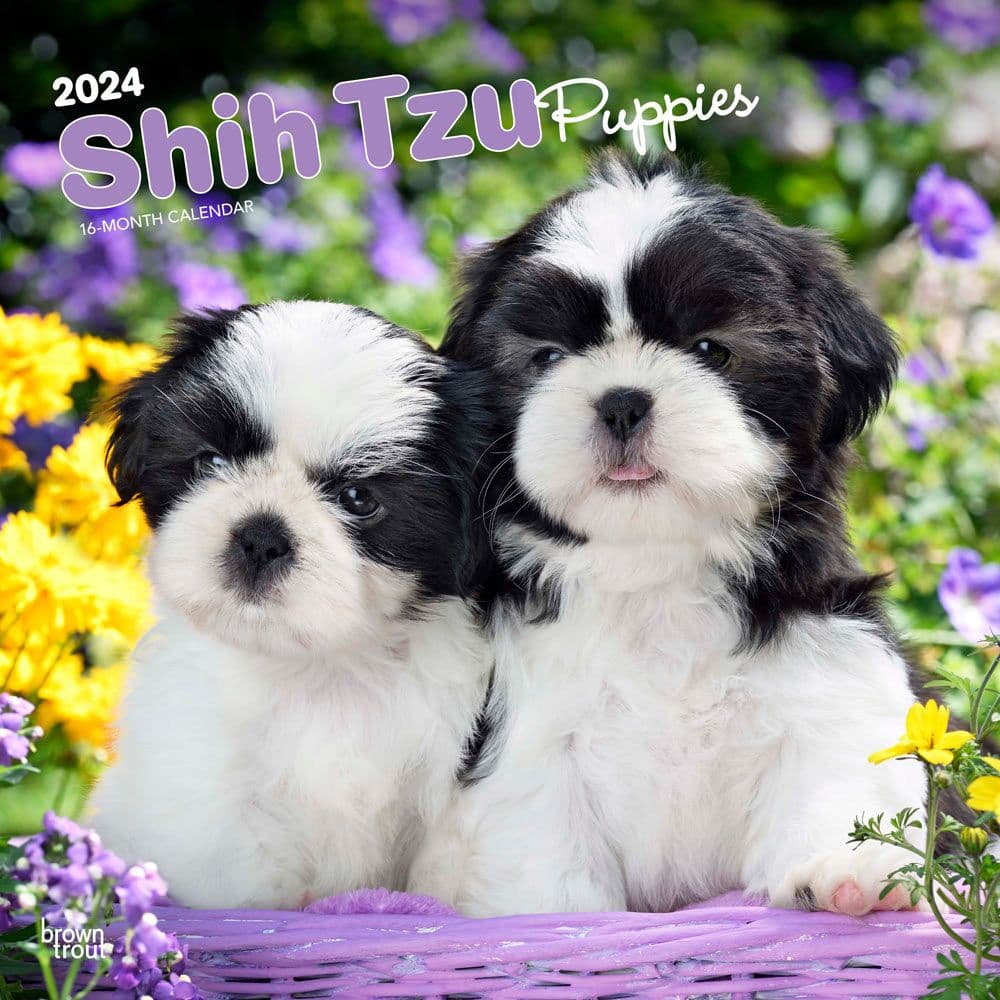 Shih Tzu Puppies 2024 Wall Calendar