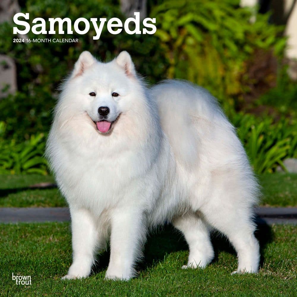 Samoyeds 2024 Wall Calendar