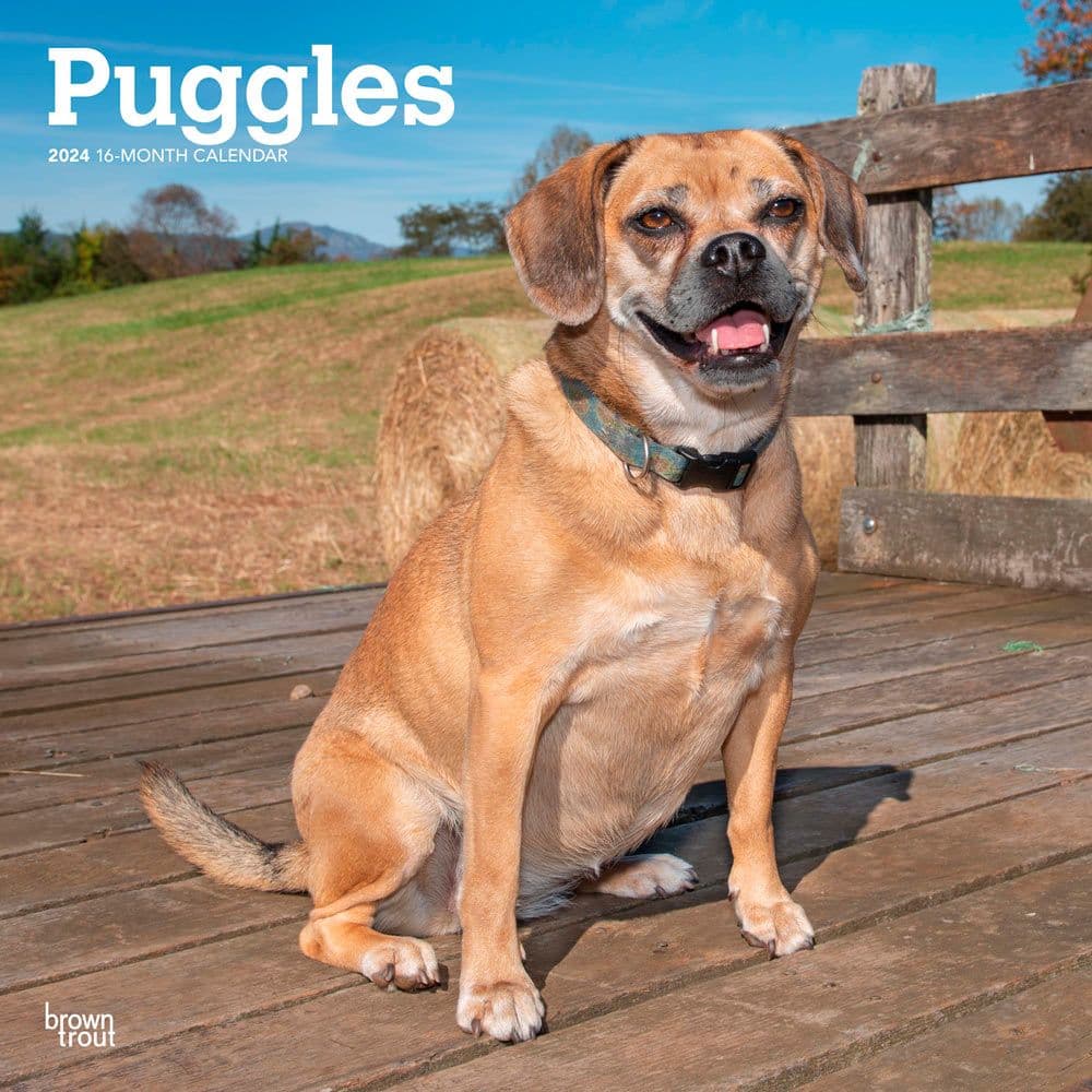 Puggles 2024 Wall Calendar