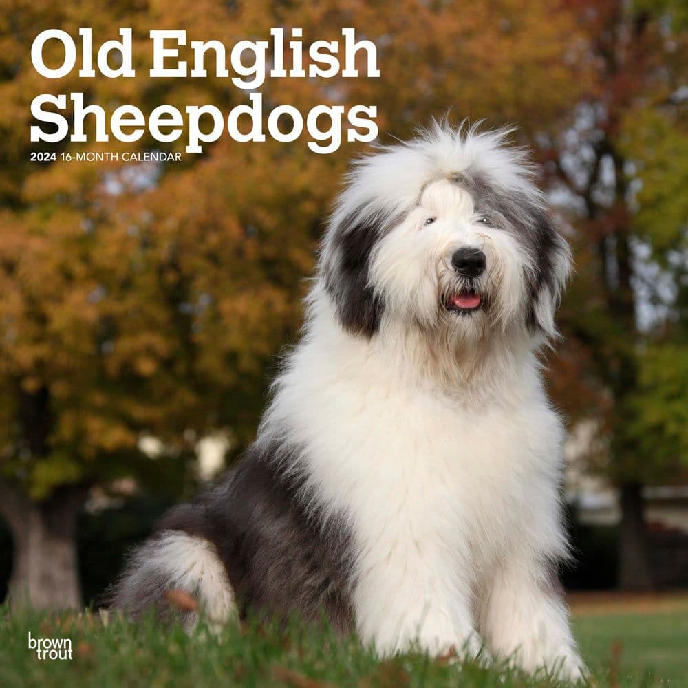 Old English Sheepdogs 2024 Wall Calendar