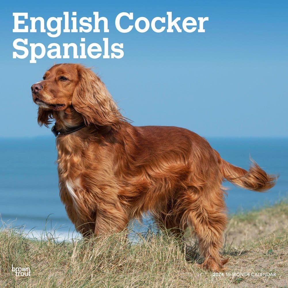 English Cocker Spaniels 2024 Wall Calendar