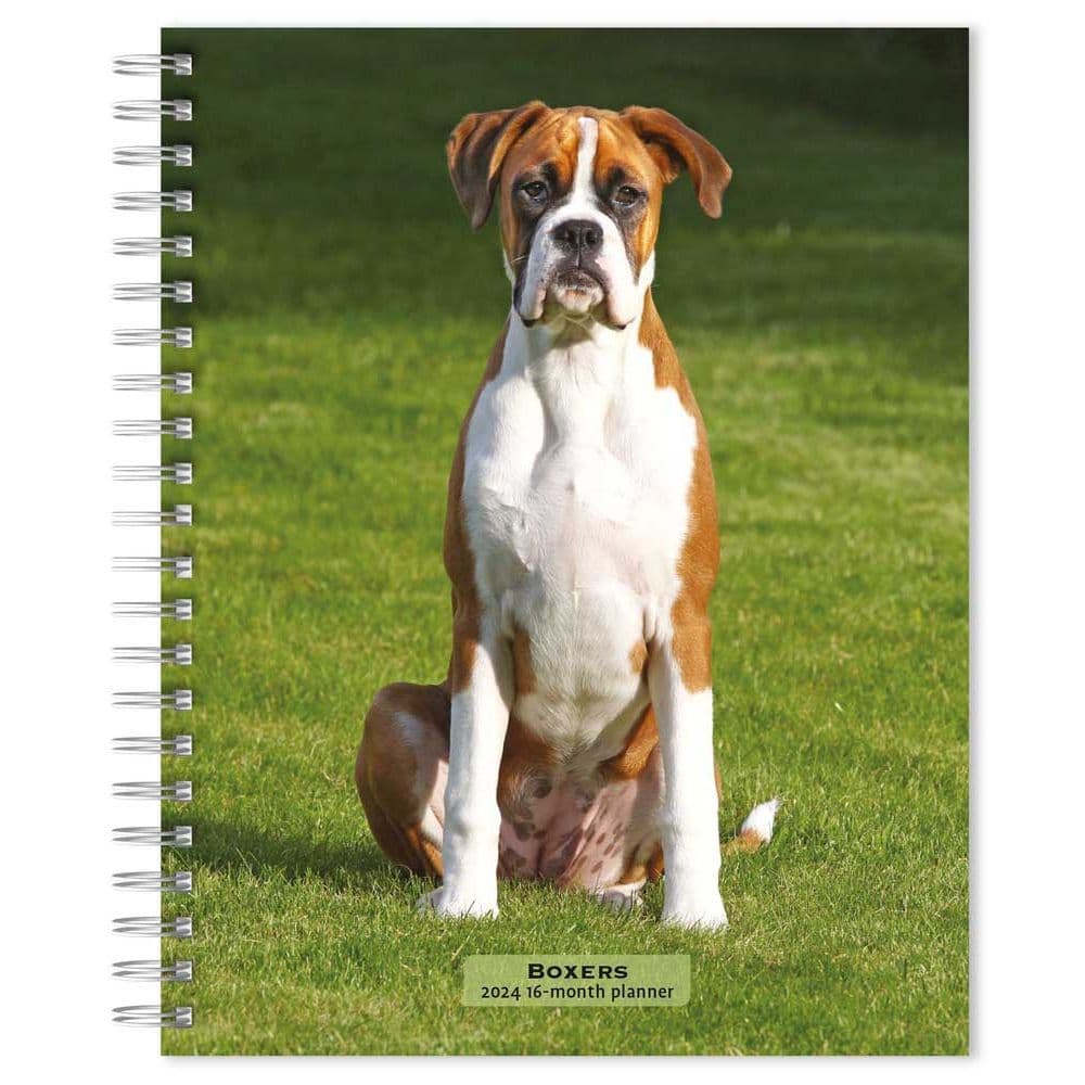 Boxers International Edition Engagement 2024 Desk Calendar