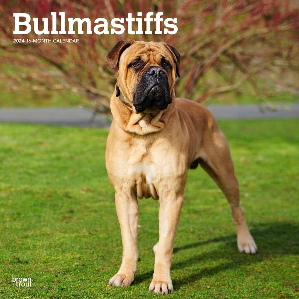 Bullmastiffs 2024 Wall Calendar