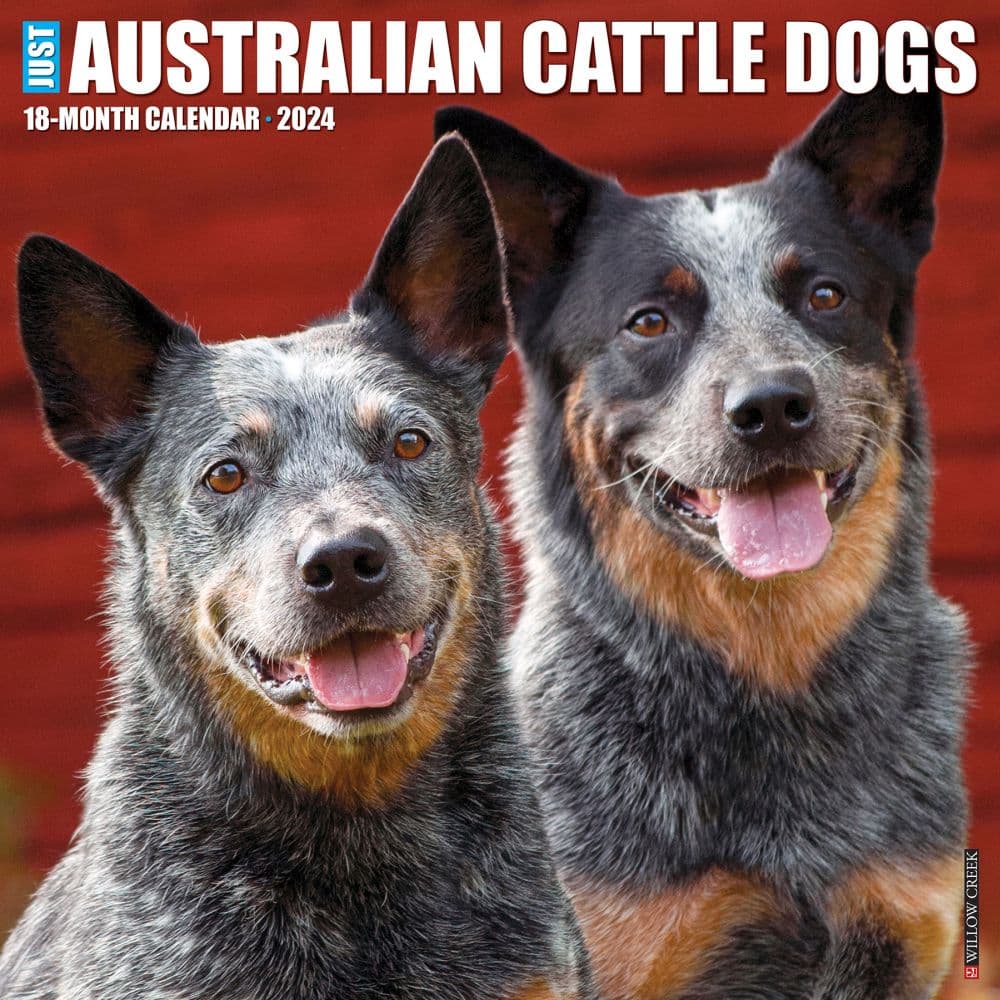 Just Australian Cattle Dogs 2024 Wall Calendar