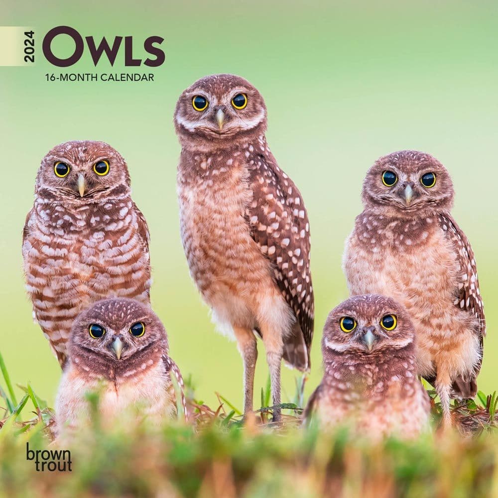 Owls 2024 Mini Wall Calendar