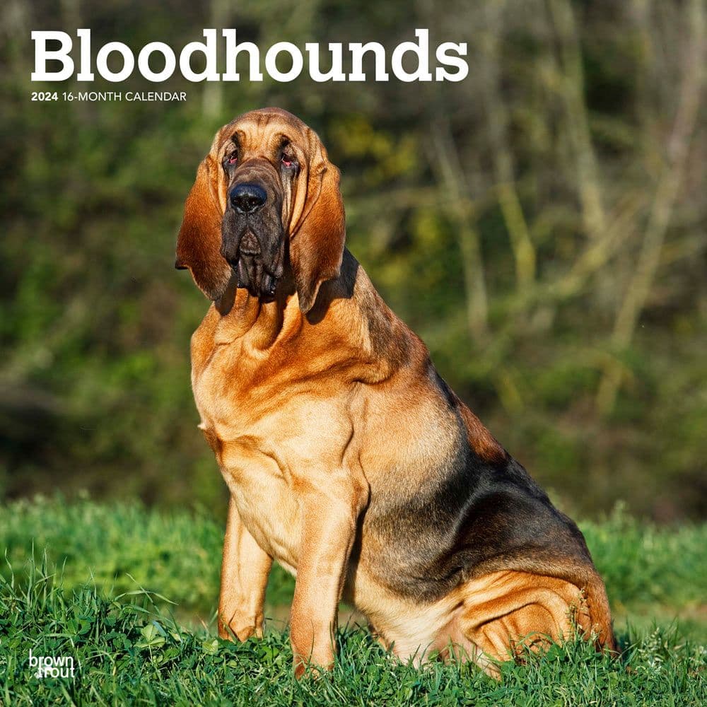 Bloodhounds  2024 Wall Calendar