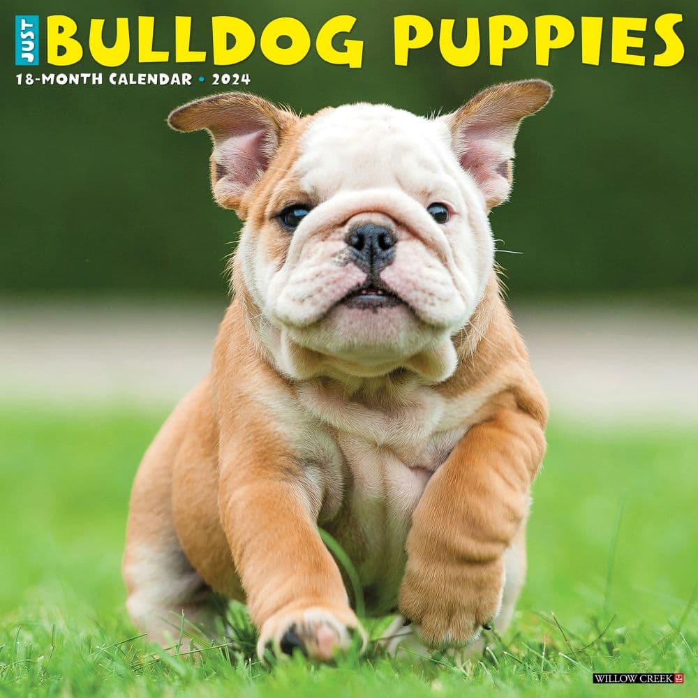Just Bulldog Puppies 2024 Wall Calendar