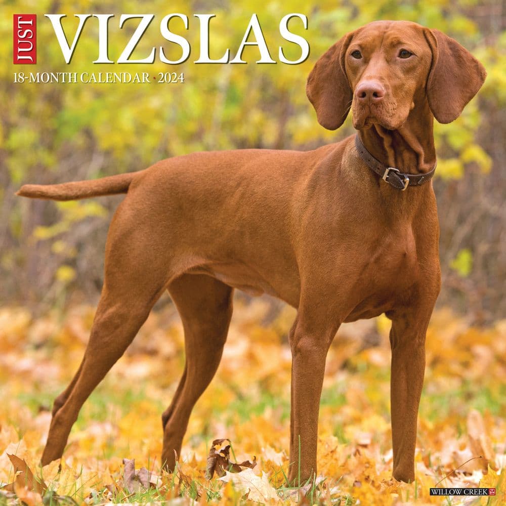 Just Vizslas 2024 Wall Calendar