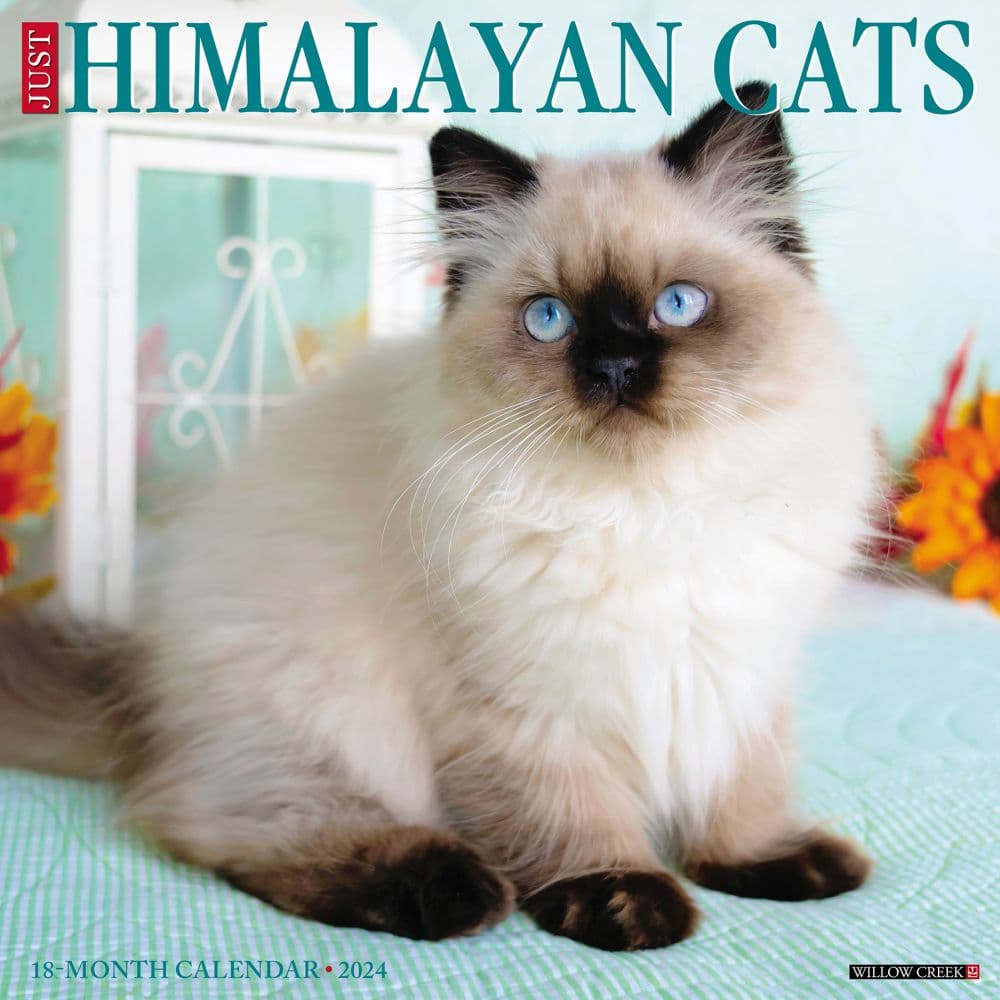 Himalayan Cats 2024 Wall Calendar